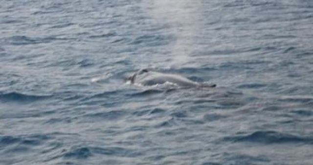 الحوت يغنى.. علماء يسجلون صوت غناء حوت نادر فى المحيط الهادى ..فيديو