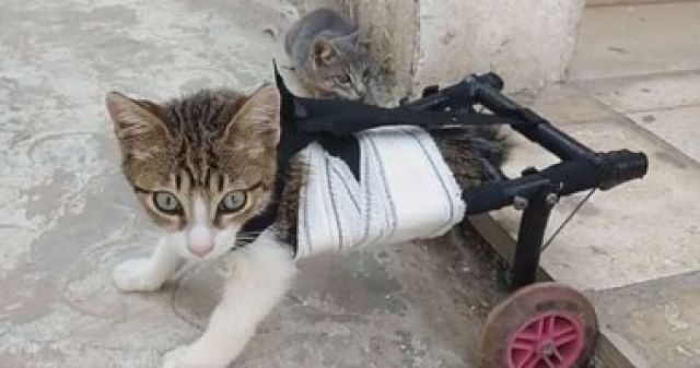 الرحمة فى القلوب.. تونسى يصنع عربة لمساعدة القطط المعاقة