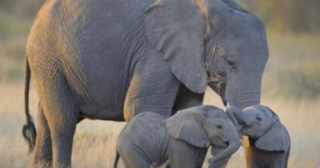 عشان يحافظوا عليهم.. فرض حظر على الاتجار فى الفيلة الأفريقية الرضيعة