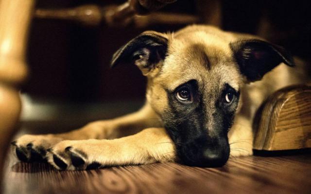 سكان فيسبوك عن كسر ضهر كلب بالسطور في المطرية:  حيوان ضعيف منكم لله
