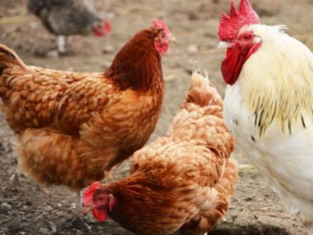 أسعار بورصة الدواجن الرئيسية