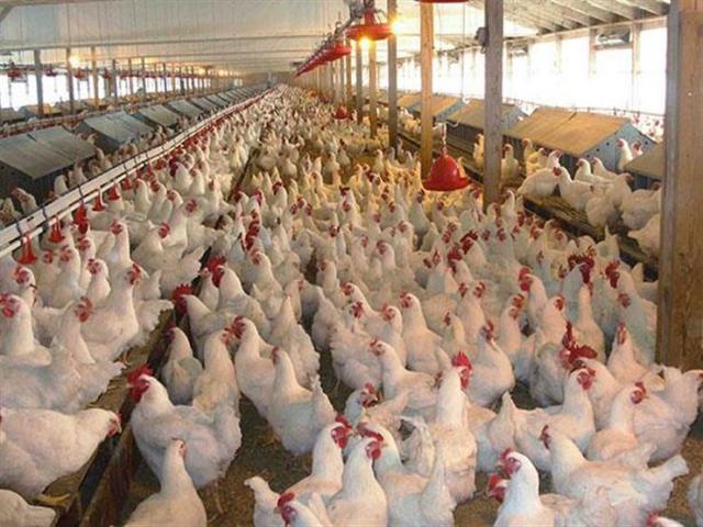 أسعار بورصة الدواجن الرئيسية