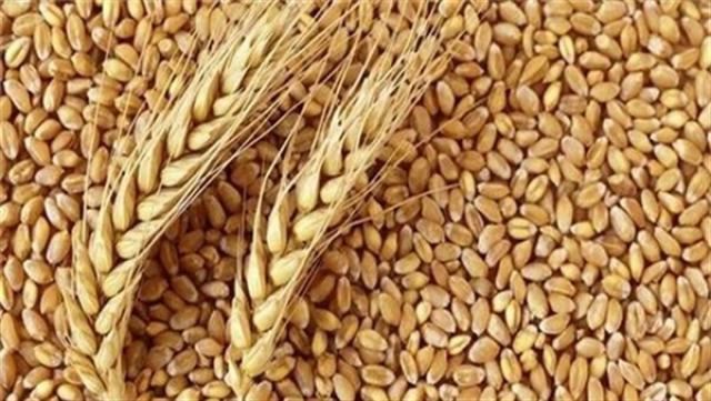البحوث الزراعية: لدينا اكتفاء ذاتي من القمح أكثر من 50%