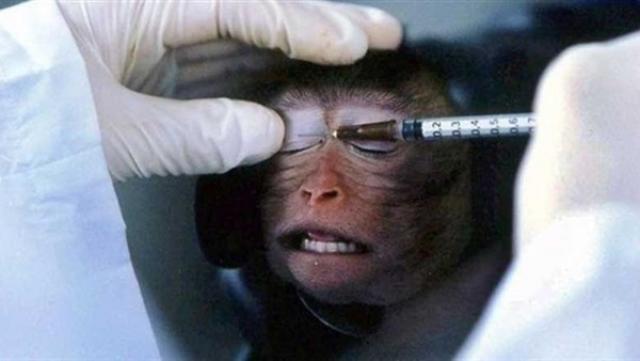 فريق علماء بتايلاند يعلن نجاح اختبارات لقاح ضد كورونا على القرود