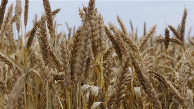 سوريا تطرح مناقصة دولية لشراء 200 ألف طن من القمح