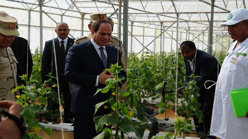 خبير استثمار: الزراعة عمود خيمة الاقتصاد المصري