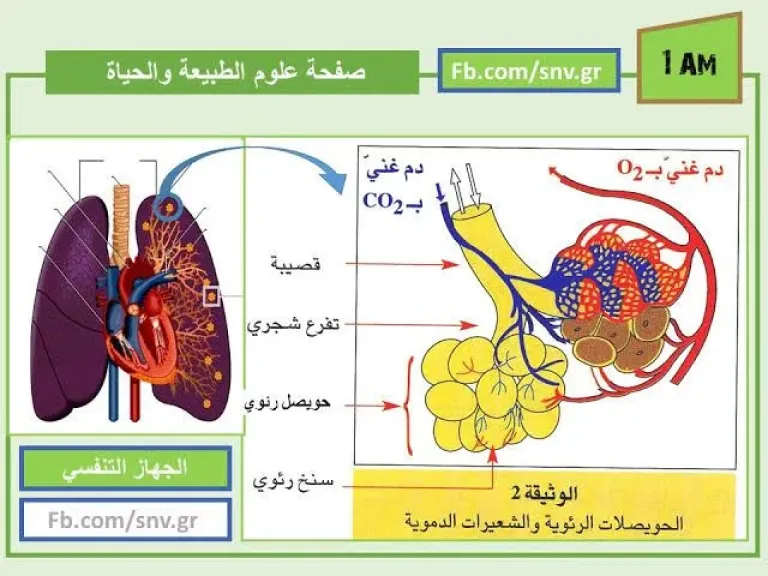 الدكتورة أسماء علي المقدشي تكتب: الزنجبيل والتنفس.. تجربة شخصية تفتح باب التساؤل العلمي