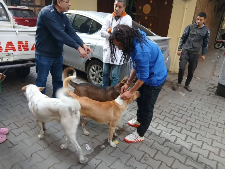 الخدمات البيطرية: تحصين 1135 كلبًا حرًا وتعقيم 133 خلال الأسبوع الأول من يناير