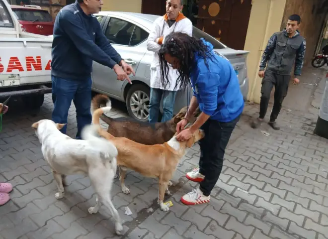 الخدمات البيطرية: تحصين 1135 كلبًا حرًا وتعقيم 133 خلال الأسبوع الأول من يناير