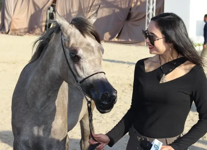 ختام مبهر لمهرجان «أصيل» الدولي.. ومصر تؤكد ريادتها في عالم الخيل العربي الأصيل